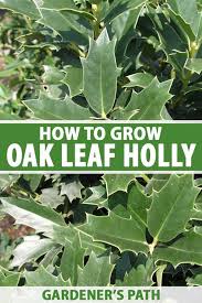 This is an open forum for everyone interested in this is a space to support holly hedge, please be mindful of this when posting. How To Plant And Grow Oak Leaf Holly Gardener S Path