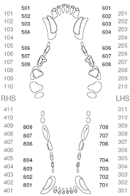 43 complete canine dental assessment chart