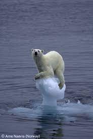 Environmental Problems Polar Biomes