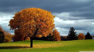 Images & pictures of nature wallpaper download 30678 photos. Beautiful Nature Wallpapers Best Wallpapers Hd Nature Wallpapers Nature Wallpaper Nature Desktop Wallpaper