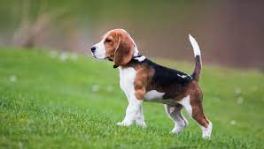 Tale comportamento potrebbe essere causato da un malassorbimento intestinale dovuto, forse, a un'alimentazione sbagliata: Beagle Origini Prezzo Caratteristiche E Allevamenti Il Mio Cane E Leggenda