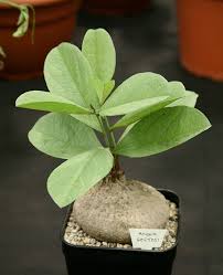 Image result for Amorphophallus goetzei