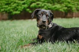 Find labrottie puppies and dogs from a breeder near you. Rattador Rottweiler Lab Mix Dog Breed Information 15 Things To Know Your Dog Advisor