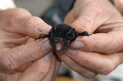 List Of Bats Wikipedia