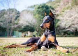 Doberman puppies for adoption in va. 7 Best Doberman Breeders In North Carolina 2021 We Love Doodles