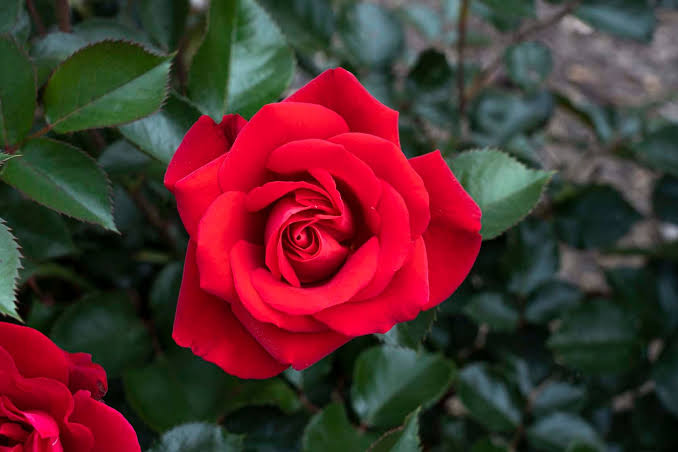 Ruby Red™ - Star® Roses and Plants