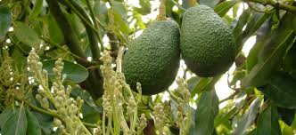 Once the flower buds begin to swell and develop there is a risk of frost damage. Growing Avocados Flowering Pollination And Fruit Set Agriculture And Food