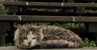 Insan Beynini Kontrol Edebilir Mi Kedilerden Insanlara Bulasan Toxoplasma Gondii Paraziti Ile Tanisin Onedio Com
