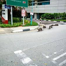 A photo of the furry critters was posted on mar. Otter Family Visits Healthcare Workers At Tan Tock Seng Hospital Mothership Sg News From Singapore Asia And Around The World