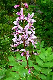 In addition to the iconic original in tampa's historic ybor city neighborhood, columbia has restaurant locations in sarasota, st. Plants And Flowers In Myth Legend And Song The True Stories Behind 10 Famous Plants Hubpages