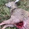 50 bmg vs giraffe | getting scoped by a.50 bmg get ready for america's favorite gun. Https Encrypted Tbn0 Gstatic Com Images Q Tbn And9gcthhtfht1fh4vih6hi Og5e0tmvzoeojtwfcyvdfmx3p3o Hqdm Usqp Cau