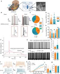 The LHb was activated in pT-ION mice. (A) Schematic of the trigeminal...