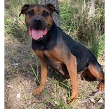 She is a great mix of all the breeds but more boxer than anything. Kit Large Female Boxer X Rottweiler Mix Dog In Qld Petrescue