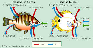 A voyage through the digestive tract. Fish The Respiratory System Britannica