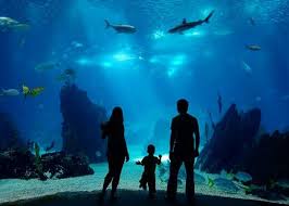 The New England Aquarium Boston Ma Wow An Amazing Place For All Kids To See And Learn T Top 10 Vacation Spots New England Aquarium Virginia Beach Aquarium