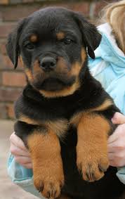 Screened to meet the highest standards. German Rottweiler Puppies For Sale Near Me Craigslist The Y Guide