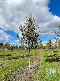 Image result for Ulmus