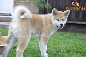 japanese breeders basically want to keep their best puppies for their own breeding programs and to show at. Japanese Akita Inu Male Puppy For Sale Derby Derbyshire Pets4homes