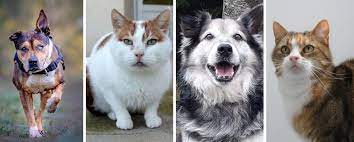 Pour abandonner votre animal de compagnie, il faut contacter l'un de nos refuges. Lumiere Sur Les Animaux Doyens De La Spa Societe Protectrice Des Animaux