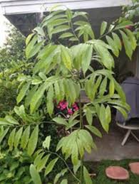 Image result for Artabotrys modestus