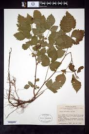 Image result for Rubus chapmanianus