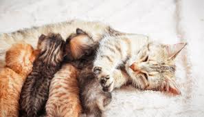 hamile kedi ve yavrularinin sagligi icin bilmeniz gereken her sey evcil hayvan pets pets and animals dogs cats love hayvan bakim kedi cats animals fox