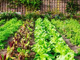 Home garden vegetables can be grown abundantly in most areas of south carolina with proper care. Vegetable Garden Orientation Direction Of Vegetable Garden Rows