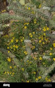 Image result for Janusia