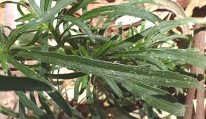 Image result for Erigeron bonariensis
