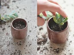 Recommended for adenium, aloe vera, cactus, christmas cactus, desert rose, plumeria, yucca, and epiphylliums. How To Repot Succulents World Of Succulents