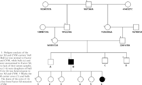 Like many other coagulation factors, it is a serine protease. Genetic Description Of Factor Xi Deficiency In Holstein Semen In Western Japan Semantic Scholar