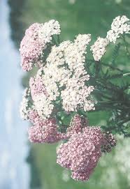 Siankärsämö (achillea millefolium) on ketojen eli kuivien niittyjen kukka. Siankarsamo Parantaa Haavat Teemat Turun Sanomat