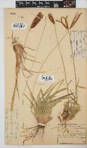Image result for Eustachys paspaloides