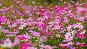 Best Time For Cosmos Blooming In Seoul 2021 When To See Rove Me