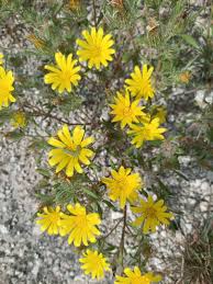 Image result for Litogyne gariepina