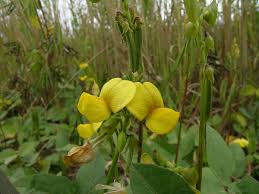 Image result for Vigna frutescens