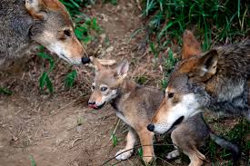 Government Wild Red Wolf Population Could Soon Be Wiped Out