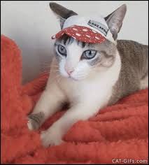 Gif bilder „nachträglich zum geburtstag. Lustige Katzen Gifs Katzenwiewir De
