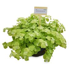 Image result for Helichrysum nitens