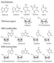 Dna is a long polymer made from repeating units called nucleotides, each of which is usually symbolized by a single letter: Life Free Full Text De Novo Nucleic Acids A Review Of Synthetic Alternatives To Dna And Rna That Could Act As Bio Information Storage Molecules Html