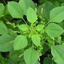 Image result for Acalypha fruticosa