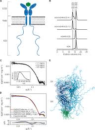 Human growth hormone is naturally produced in the pituitary gland, which is located at the base of the brain. Order And Disorder An Integrative Structure Of The Full Length Human Growth Hormone Receptor Science Advances