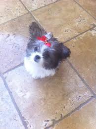 Browse thru our id verified puppy for sale listings to find your perfect puppy in your area. Testimonials Belle Amie Mi Kis