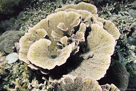 Image result for Orestias foliosa