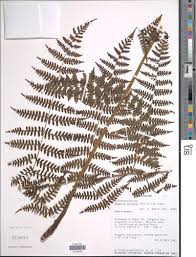 Image result for Deparia boryana