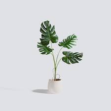 The plants look great, and they have health benefits that have been studied around the world. Vol 4 Interior Plants Triangle Form 3d Models Scenes