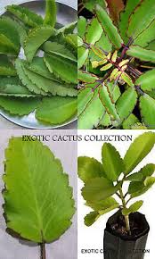 Image result for Kalanchoe brachyloba