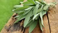 ‎مرنجه‎ updated their cover photo. ÙÙˆØ§Ø¦Ø¯ Ø§Ù„Ù…ÙˆØ±ÙŠÙ†Ø¬Ø§ Ù„Ù„Ø¬Ù†Ø³ ÙÙˆØ§Ø¦Ø¯ Ù…Ø²Ø¹ÙˆÙ…Ø© Ø£Ù… ØµØ­ÙŠØ­Ø© Ø¹Ù„Ù…ÙŠ Ø§ Ø³Ø·ÙˆØ±