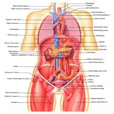 An organs in the abdominal cavity with two roles. Human Female Anatomy Diagram Koibana Info Body Organs Diagram Human Organ Diagram Human Body Diagram
