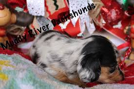 Black And Tan Silver Dapple Dachshund Black And Tan Silver Dapple Longhair Dachshund Dachshund Puppies For Sale Dachshund Puppies Dachshund Puppy Miniature